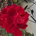 Pensionat Galeria In The Garden 4*